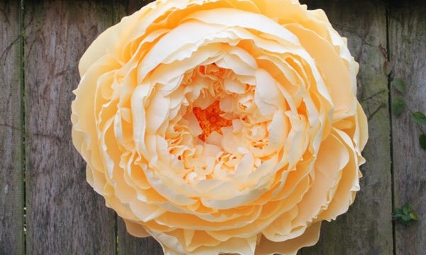 20 DIY Paper Flower Tutorials 3