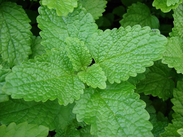 11 Plants that repel Mosquitoes out of your Home 1