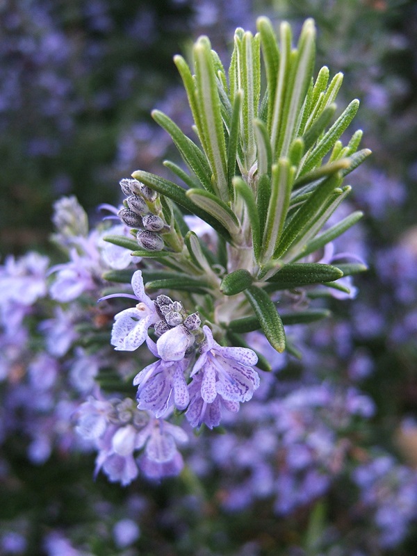 Rosemary Flowering
