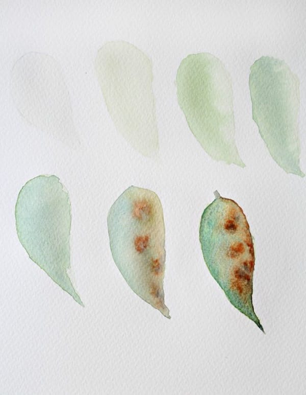 How to Paint a Basic Leaf with Water color 13