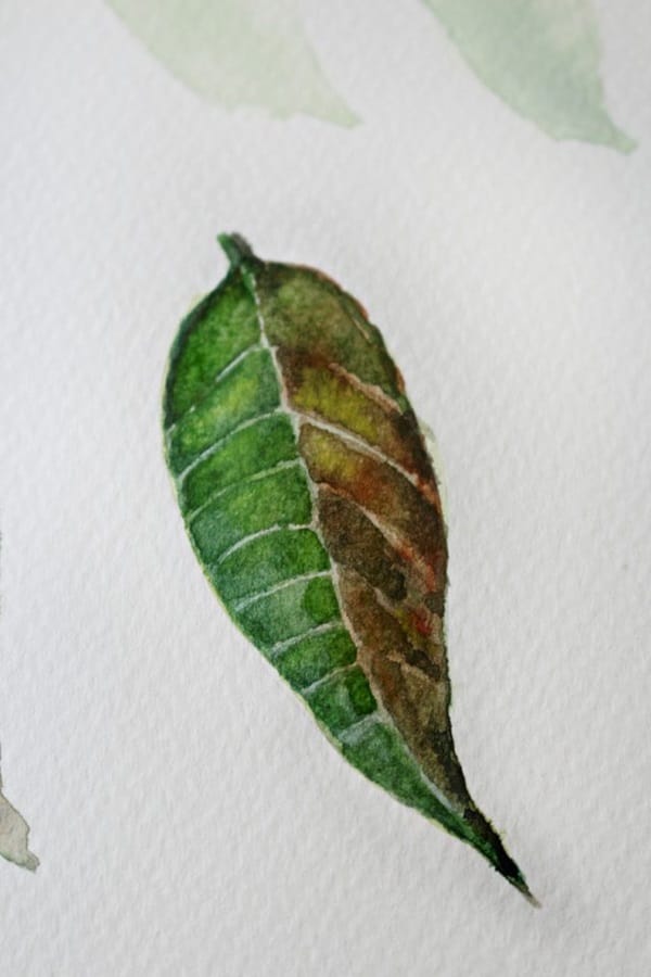 How to Paint a Basic Leaf with Water color 14