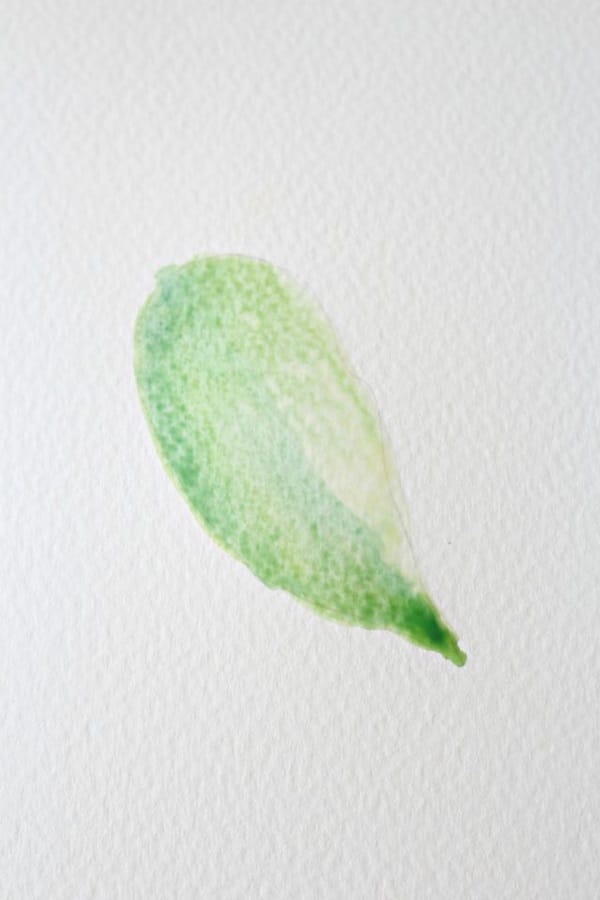 How to Paint a Basic Leaf with Water color 7