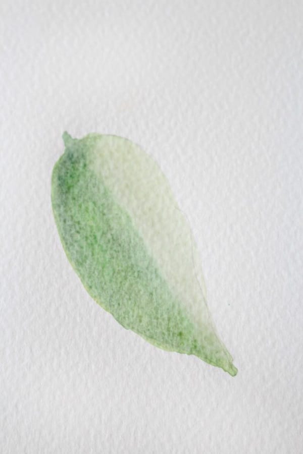 How to Paint a Basic Leaf with Water color 8