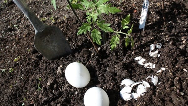 10 Things to do with Eggshells 2