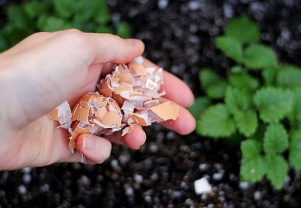 10 Things to do with Eggshells 7