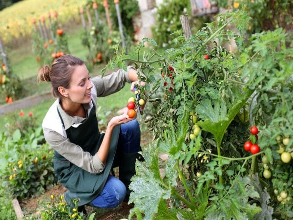 How to Grow essential Herbs and Spices for Kitchen 1