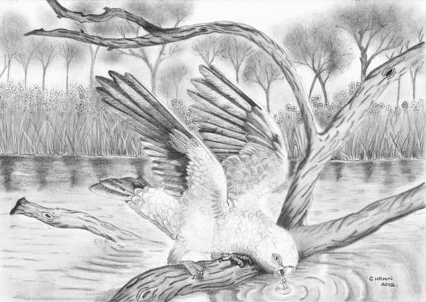 amazing pencil drawings of nature