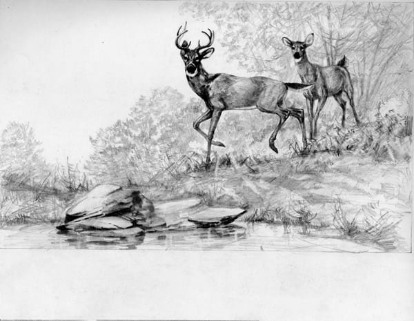 40 Incredible Pencil Drawings of Nature you have never seen before