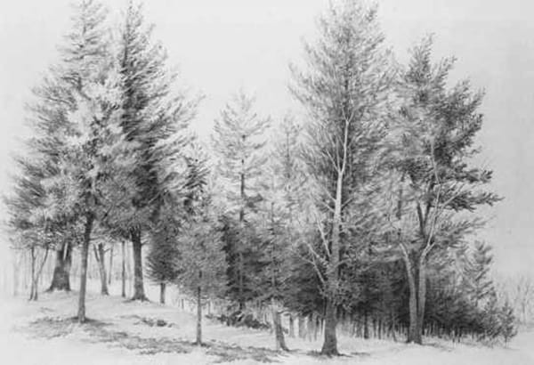 40 Incredible Pencil Drawings of Nature you have never seen before 22