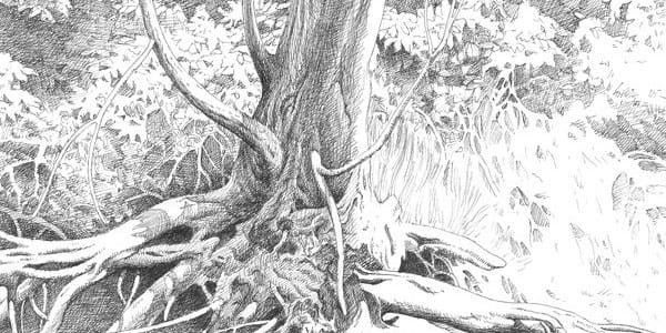 best pencil drawings of nature