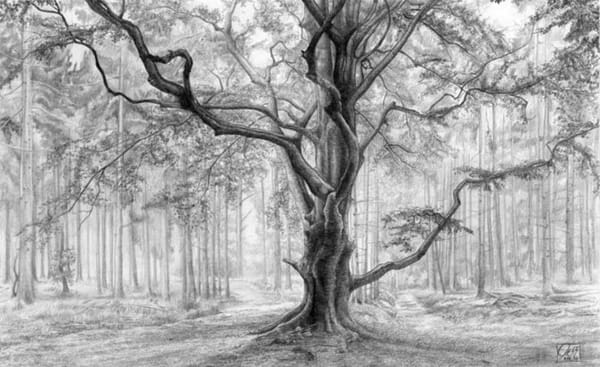 40 Incredible Pencil Drawings of Nature you have never seen before 7