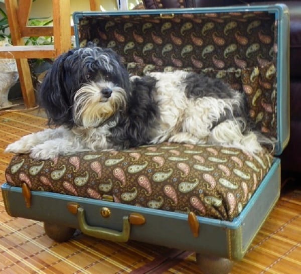 10 Ideas to Reuse Old Furnitures into Pet Beds 4