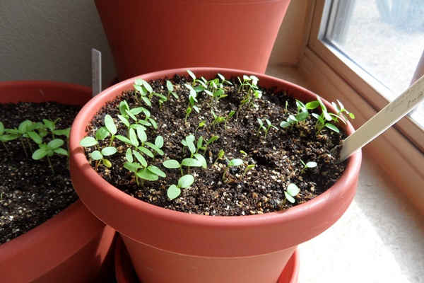 How to Grow a Plant from Seed 6