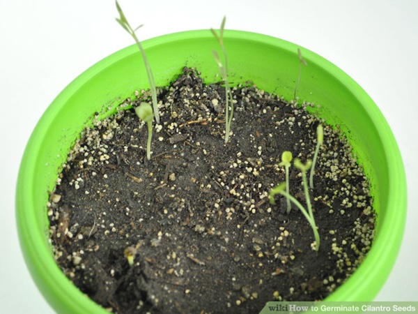 How to Grow a Plant from Seed 7