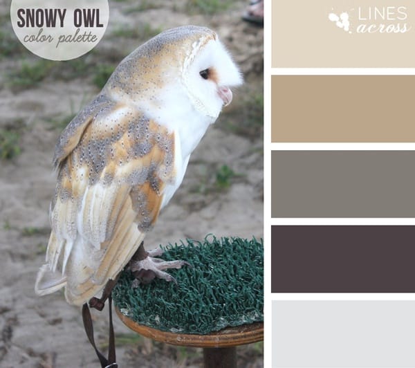 30-receiving-color-palettes-inspired-by-animals-10