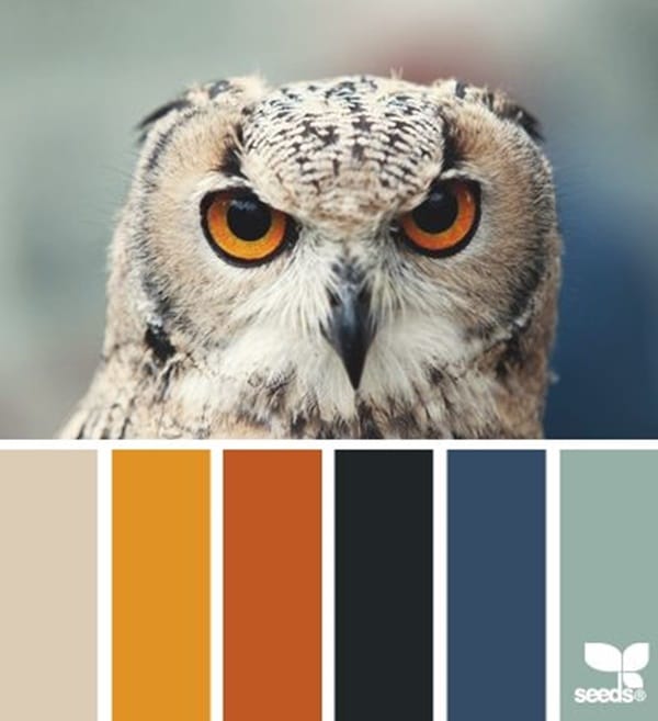 30-receiving-color-palettes-inspired-by-animals-11