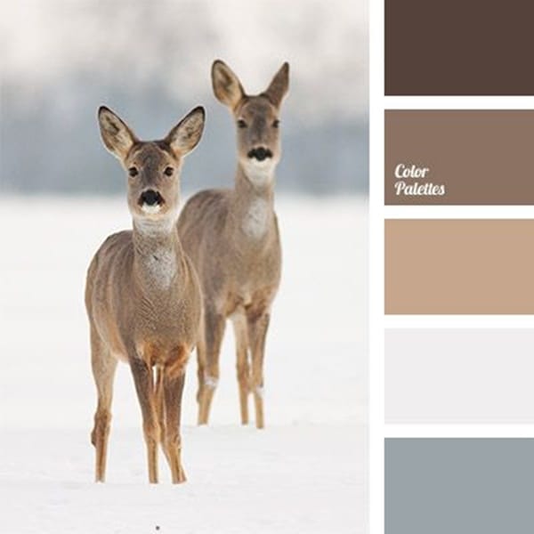 30-receiving-color-palettes-inspired-by-animals-16