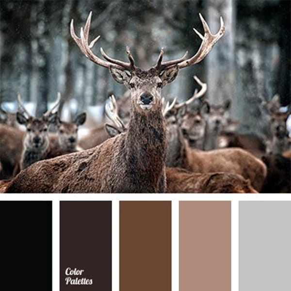 30-receiving-color-palettes-inspired-by-animals-18