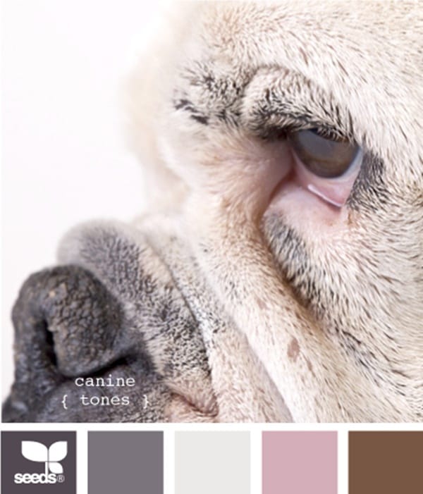 30-receiving-color-palettes-inspired-by-animals-2