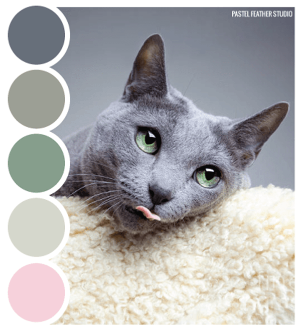 30-receiving-color-palettes-inspired-by-animals-22