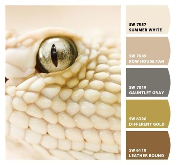 30-receiving-color-palettes-inspired-by-animals-26