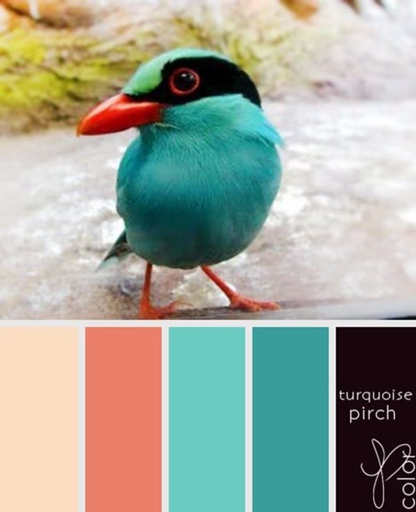 30-receiving-color-palettes-inspired-by-animals-28