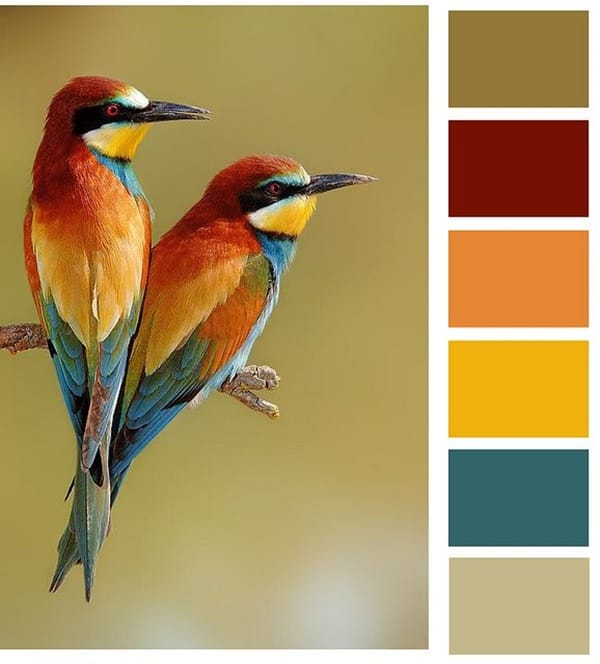 30-receiving-color-palettes-inspired-by-animals-29