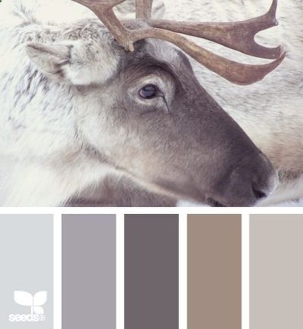 30-receiving-color-palettes-inspired-by-animals-3