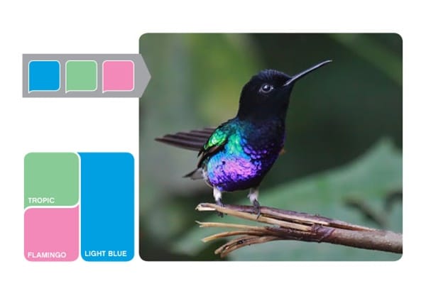 30-receiving-color-palettes-inspired-by-animals-30