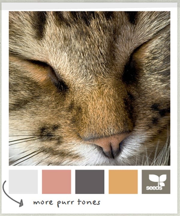 30-receiving-color-palettes-inspired-by-animals-4