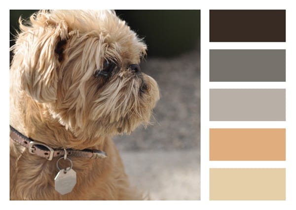 30-receiving-color-palettes-inspired-by-animals-5