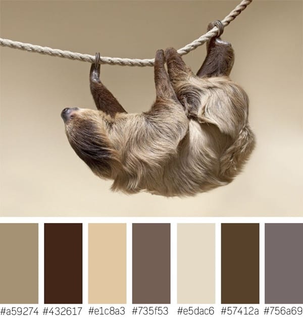 30-receiving-color-palettes-inspired-by-animals-6