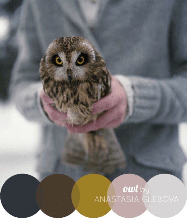 30-receiving-color-palettes-inspired-by-animals-9