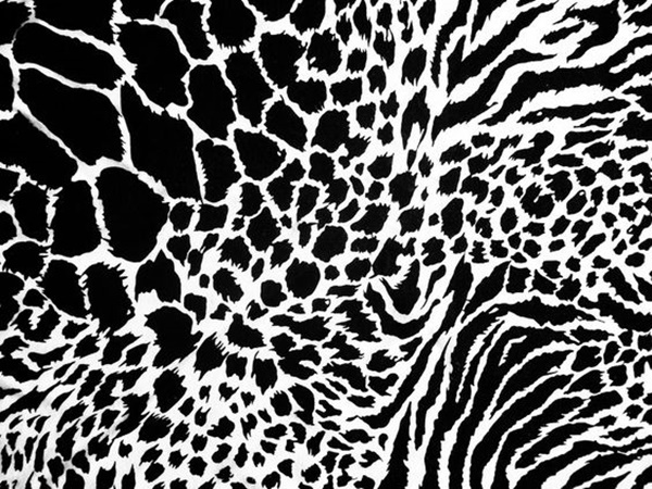 beautiful-illustrations-of-animal-patterns-29