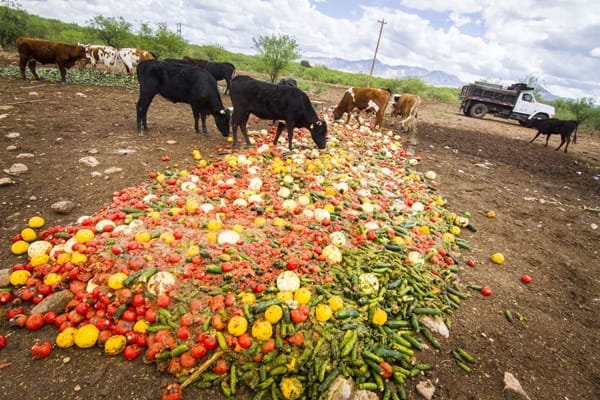 recycling waste animal feed methods cows kitchen simple animals farm produce landfill wastes through environment composting cow recycle land herd