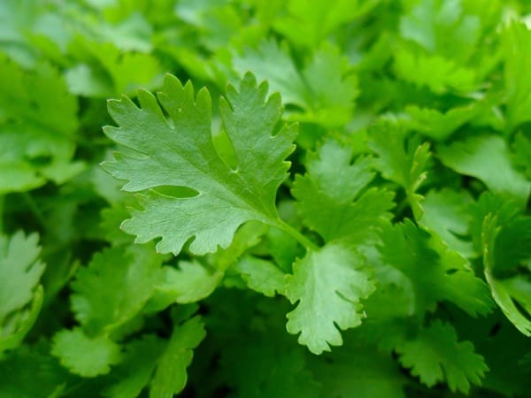 medicinal herbs you can grow at home 11