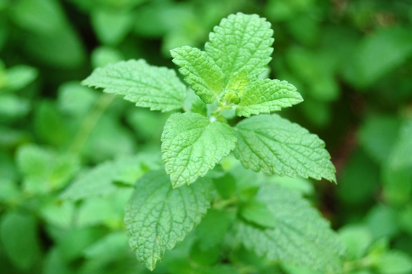medicinal herbs you can grow at home 5