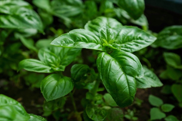 medicinal herbs you can grow at home 6