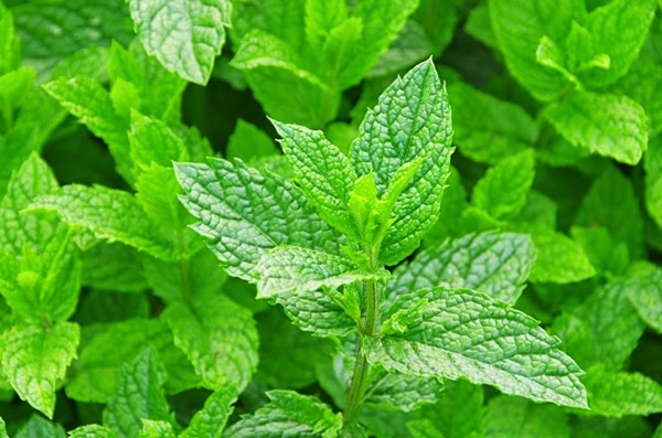 medicinal herbs you can grow at home 9