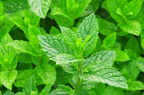 medicinal herbs you can grow at home 9