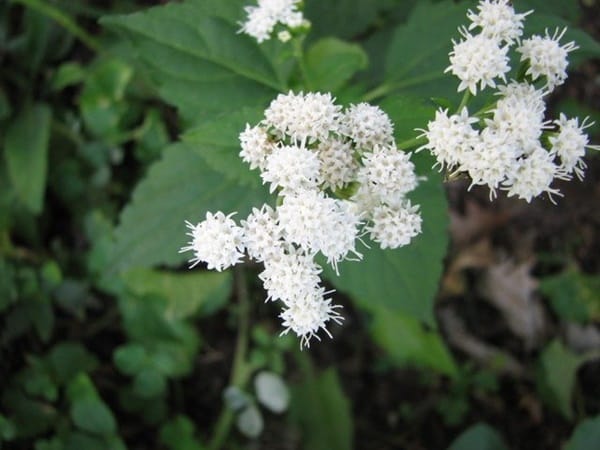 Most Poisonous Plant to Humans 1