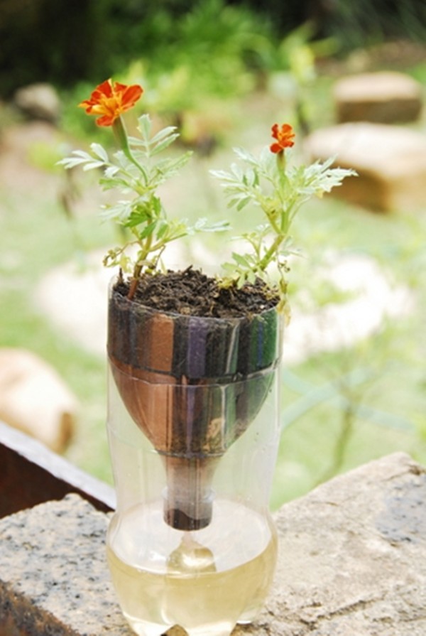 Bottle-Garden-Ideas-which-Are-Borderline-Genius