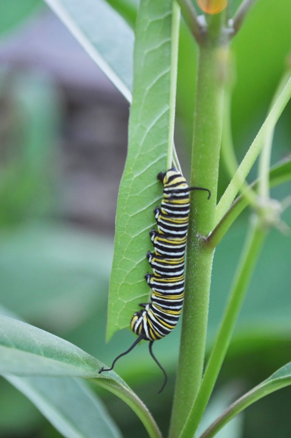 Benefits of Gardening with Kids