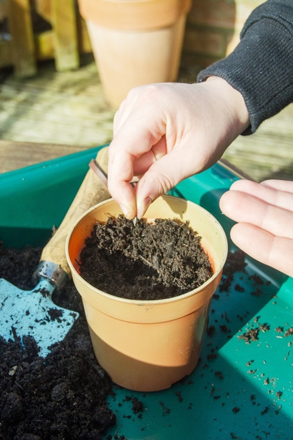 Benefits of Gardening with Kids