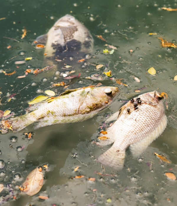 Heartbreaking Pictures of Water Pollution