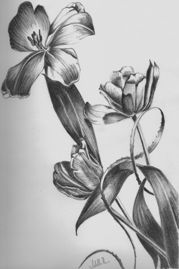 40 Easy Flower Pencil Drawings For Inspiration 6510