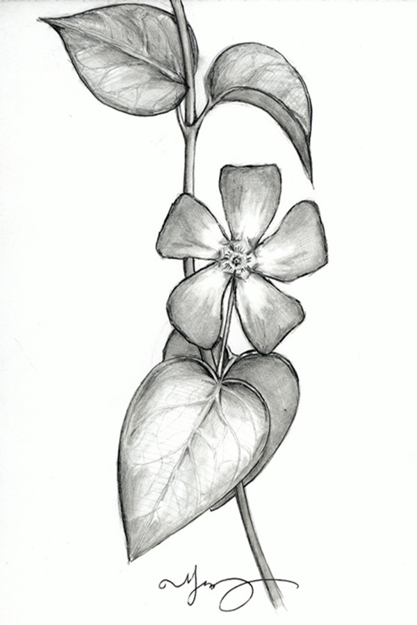 50 Easy Flower Pencil Drawings For Inspiration Rose drawings on clipart library flower drawings pencil. hobby lesson