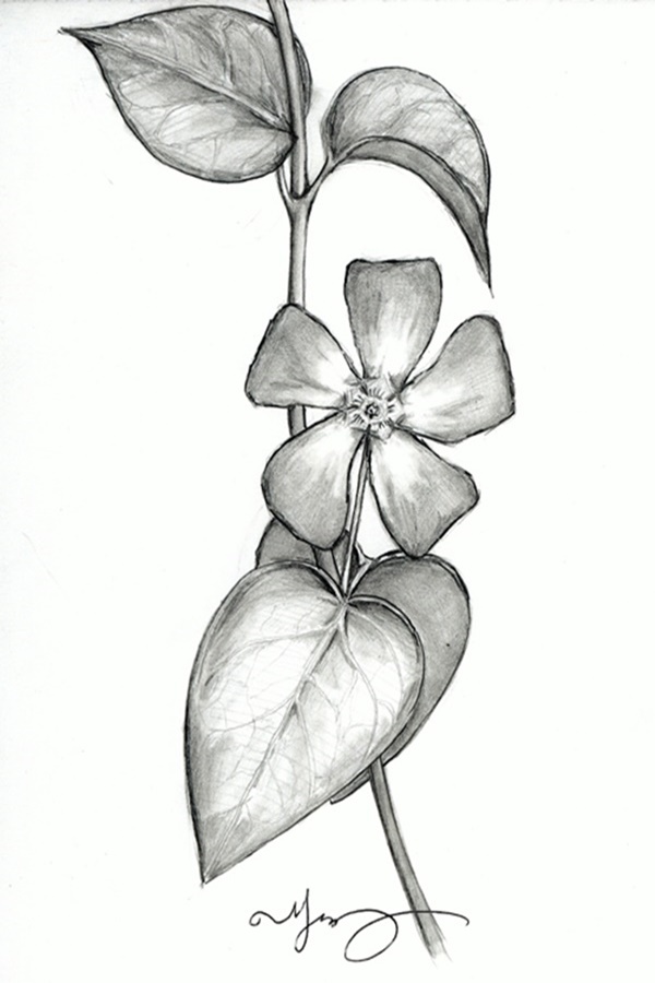 simple pencil drawn flowers