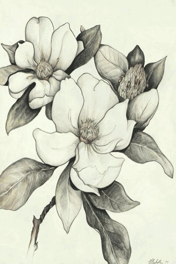 50 Easy Flower Pencil Drawings For Inspiration