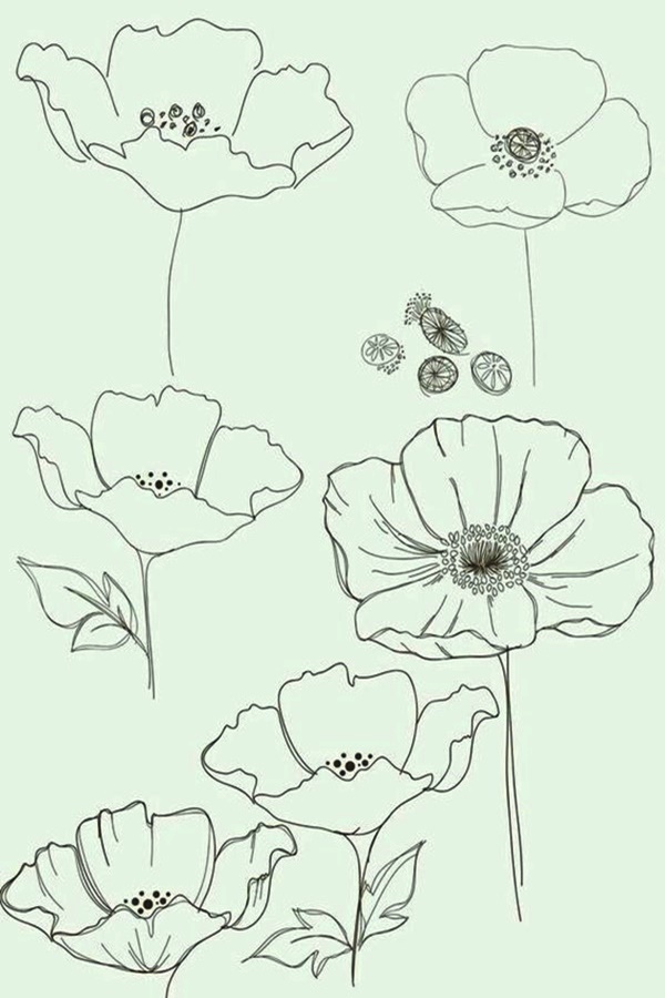 50 Easy Flower Pencil Drawings For Inspiration